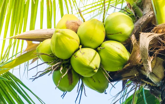 Air Kelapa Muda Bisa Menetralkan Racun? Simak Penjelasan Ilmiahnya
