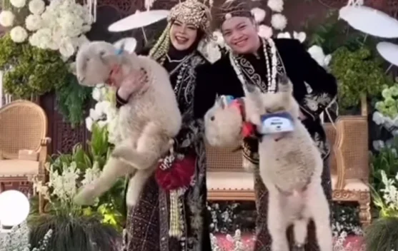 Unik, Pengantin Pria Beri Domba Merino sebagai Seserahan