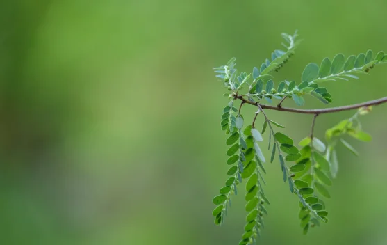 Manfaat Daun Kelor, Si Hijau Kaya Nutrisi