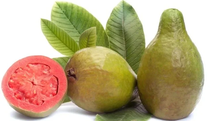 Rahasia Kesehatan di Balik Daun Jambu Biji