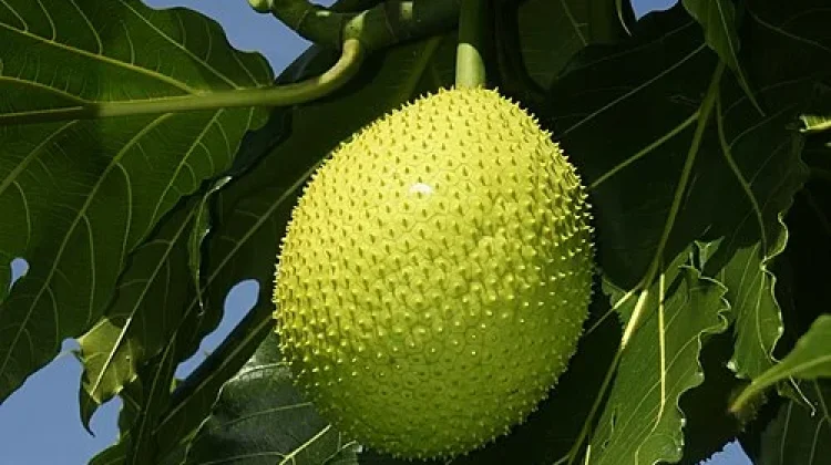 Sukun atau Bakkara Masuk Daftar Superfood Dunia
