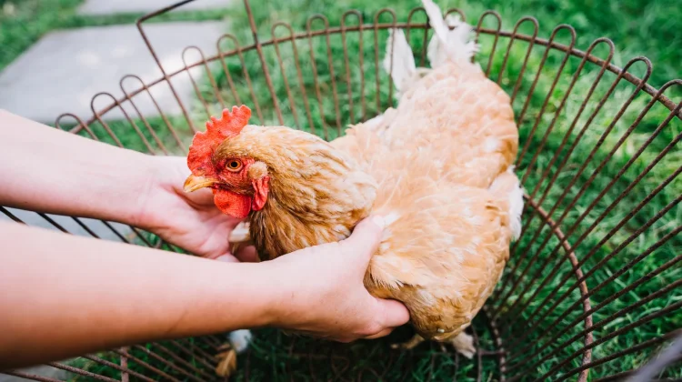Ayam Broiler Berbahaya Bagi Kesehatan? Begini Faktanya