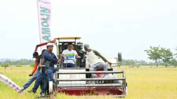 Panen Raya Padi Desa Otting Capai 10 Ton Per Hektar