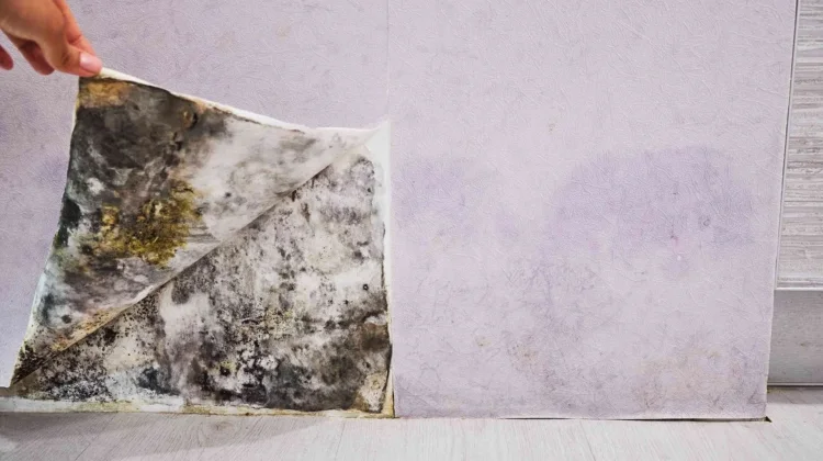 Black Mold: Ancaman Tersembunyi Musim Hujan