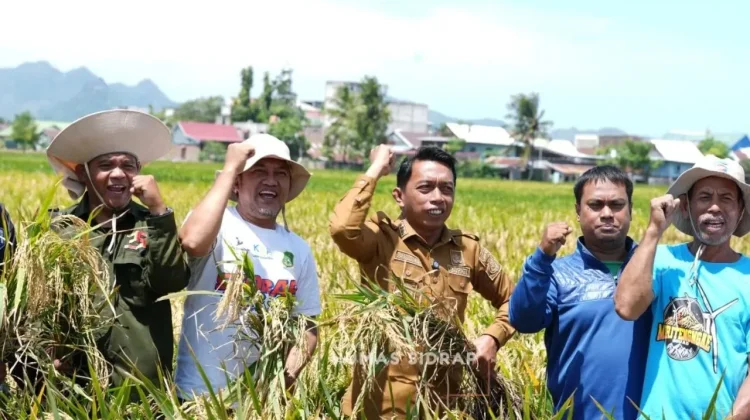 Panen Raya Sidrap Capai 10 Ton