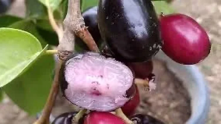 Segudang Manfaat Buah Jamblang untuk Kesehatan Tubuh