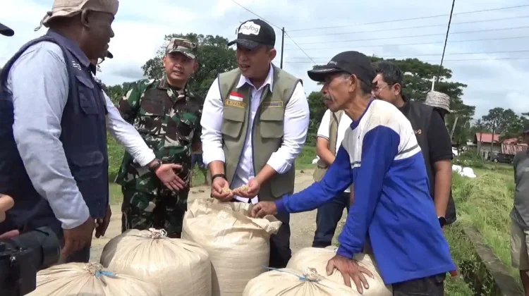 Panen Raya Simbang Maros, Produktivitas Capai 7 Ton per Hektare