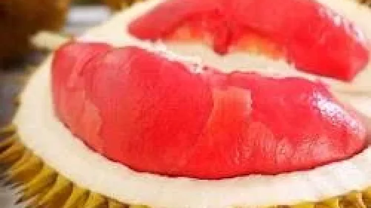 Durian Merah Banyuwangi Buah Eksotis Kaya Manfaat