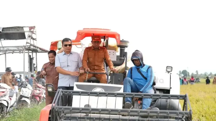 Panen Raya Padi Sidrap, Pendapatan Petani Meningkat Tajam