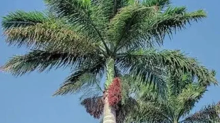 Keunikan Buah-Buahan dari Pohon Palem yang Populer