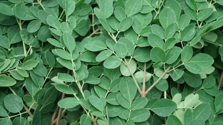 Manfaat Daun Kelor untuk Kesehatan