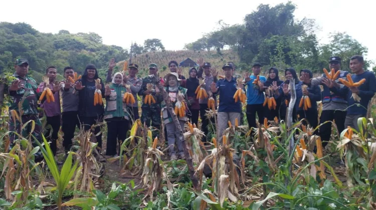 Panen Raya Jagung BUMDes Desa Jambuia, Wujud Peran Polri untuk Ketahanan Pangan