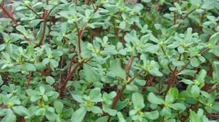 Krokot, Gulma yang Menjadi Superfood Kaya Manfaat Kesehatan