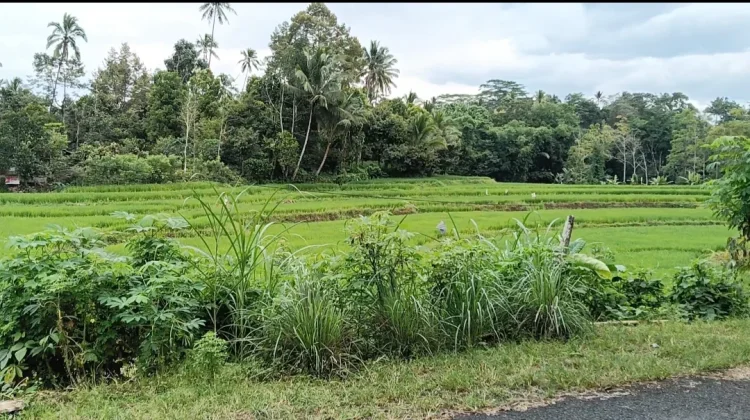 Hilirisasi Pertanian dan Perkebunan di Bulukumba