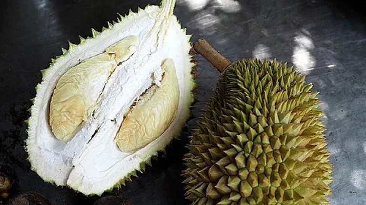 Manfaat Buah Durian bagi Kesehatan, Lezat Sekaligus Bergizi