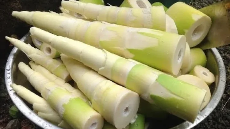 Rebung Bambu, Superfood Sehat dengan Manfaat Kesehatan Luar Biasa