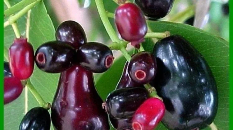 Juwet, Buah Lokal Kaya Manfaat yang Terlupakan