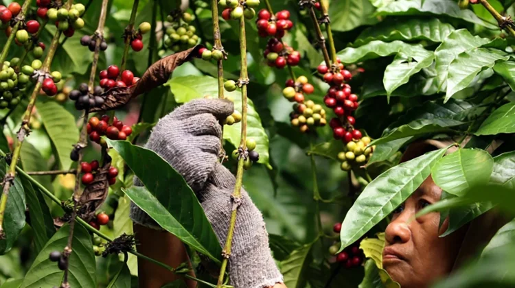 Pengusaha Warkop di Lutra Dihimbau Sajikan Kopi Rongkong dan Seko