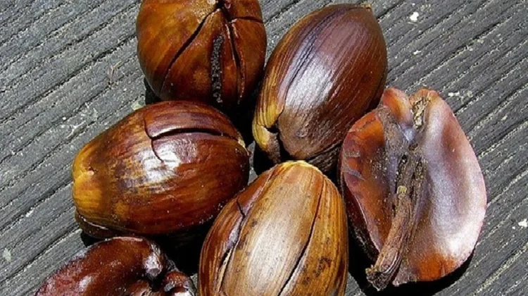 Tengkawang, Alternatif Ramah Lingkungan untuk Minyak Nabati
