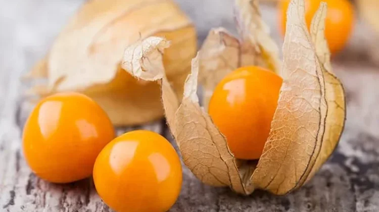 Ciplukan, Golden Berry Indonesia yang Kian Mendunia
