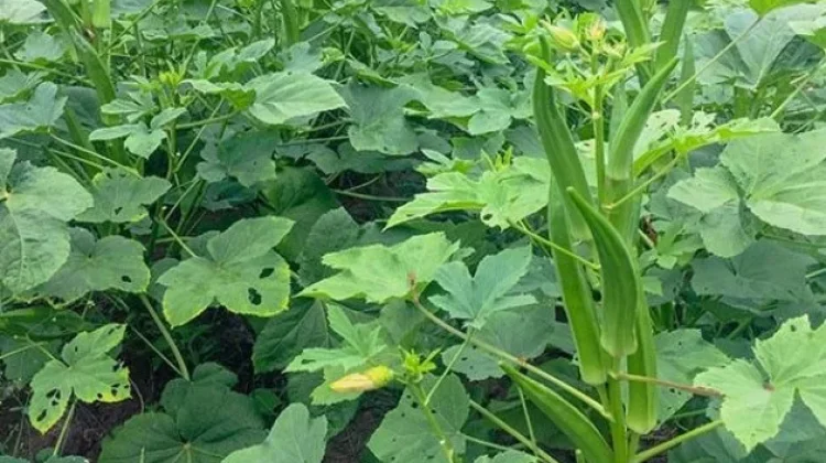 Okra Bisa Jadi Senjata Ampuh Lawan Mikroplastik