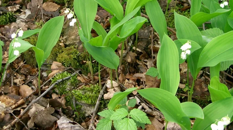 Keindahan Bunga Lily of The Valley, Indah namun Berbahaya Bagi Manusia