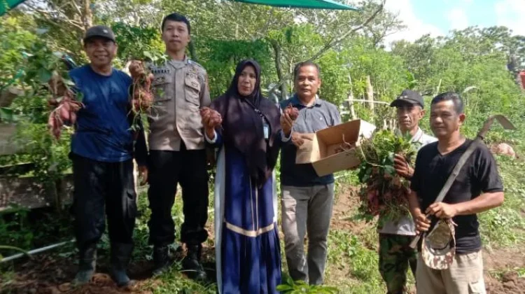 Kapolsek dan Kasat Narkoba, Pemdes Bontokoraang Panen Raya Ubi Jalar