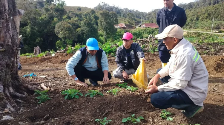 Perkuat Ketahanan Pangan, Bupati Tinjau Pengembangan Kentang di Rongkong