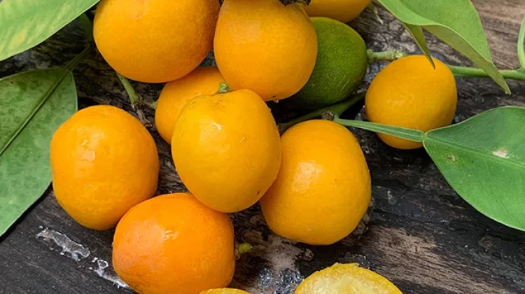 Dari Kebun ke Camilan Sehat: Kisah Jeruk Kecil yang Punya Potensi Besar