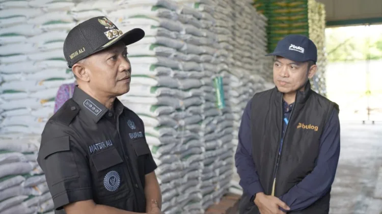 Harga Jagung Bulog Stabil, Petani Selayar Diuntungkan