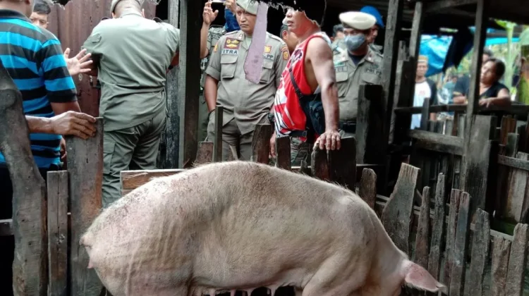 Camat Panakkukang Bakal Relokasi Peternakan Babi ke Toraja