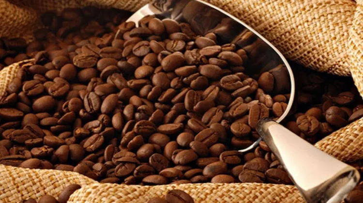 Sejarah Perkembangan Kopi Gayo Isabelline di Pasar Nasional dan Internasional