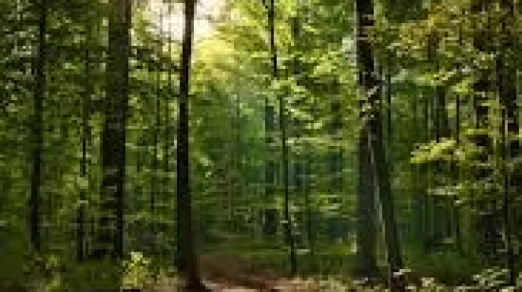 Hutan: Paru-Paru Dunia yang Terus Terancam