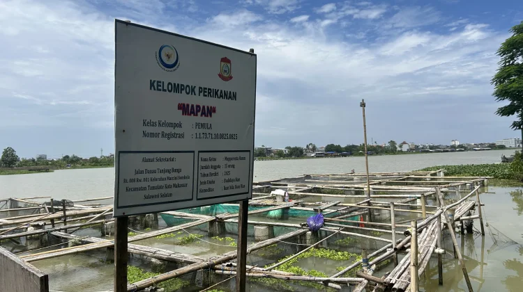 Didampingi KKP, Pokdakan Mapan Kembangkan Budidaya Nila di Danau Tanjung Bunga