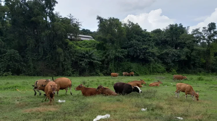 Disnakkeswan Sulsel Pastikan Ketersediaan Hewan Qurban Tercukupi
