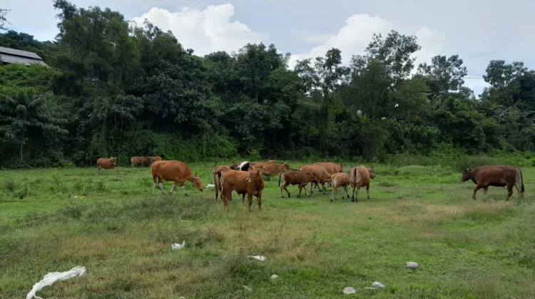 Masyarakat Diimbau Pastikan Kesehatan Hewan Qurban sebelum Membeli