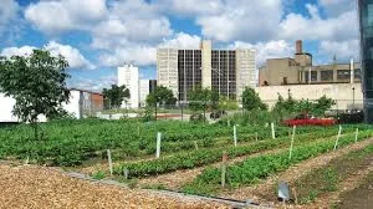Urban Farming Solusi Lingkungan Kota Makassar