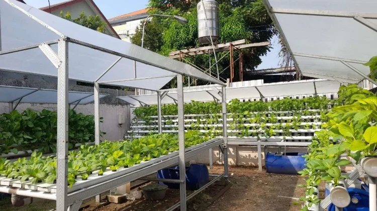 Urban Farming Tekan Emisi dan Gaya Hidup Hijau