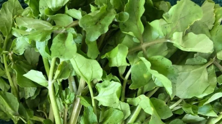 Selada Air, Sayuran Paling Padat Nutrisi dengan Segudang Manfaat Kesehatan