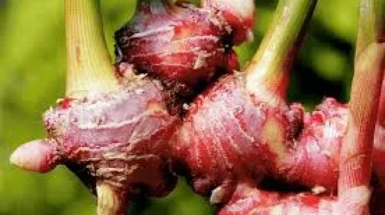 Keajaiban Jahe Merah Bagi Tubuh