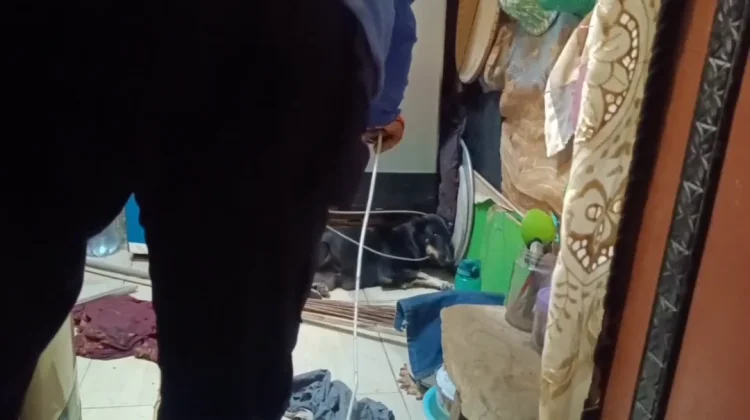 Damkar Gowa Evakuasi Anjing Liar Meresahkan Warga Somba Opu