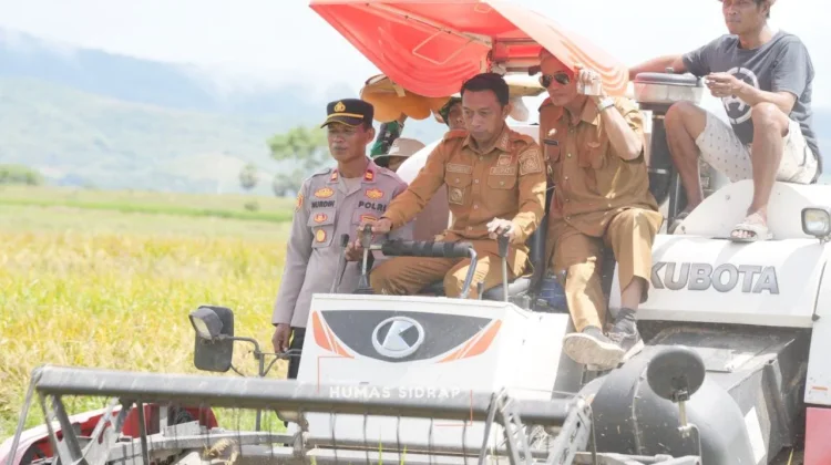 Turun Langsung ke Sawah, Bupati Sidrap Pimpin Panen Raya Desa Lise