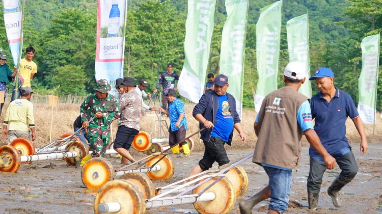 Tanam Padi Bersama Petani, Bupati Luwu Canangkan IP 300