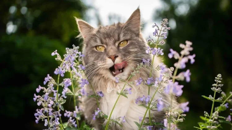 Catnip, Tanaman yang Bisa Bikin Kucing Bahagia