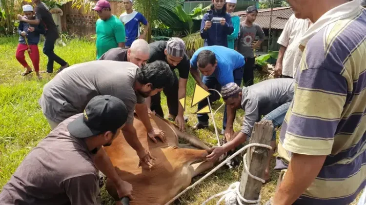 Makna Pemotongan Hewan Qurban dalam Sejarah Agama Islam