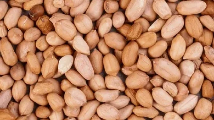 Kacang Menjadi Makanan Sehat yang Kaya Nutrisi