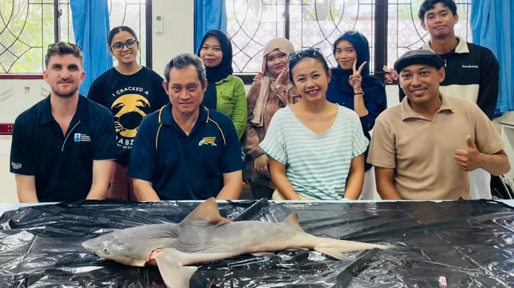Menemukan Harapan di Sungai Sesayap: Unhas Pimpin Upaya Penyelamatan Hiu Gangga