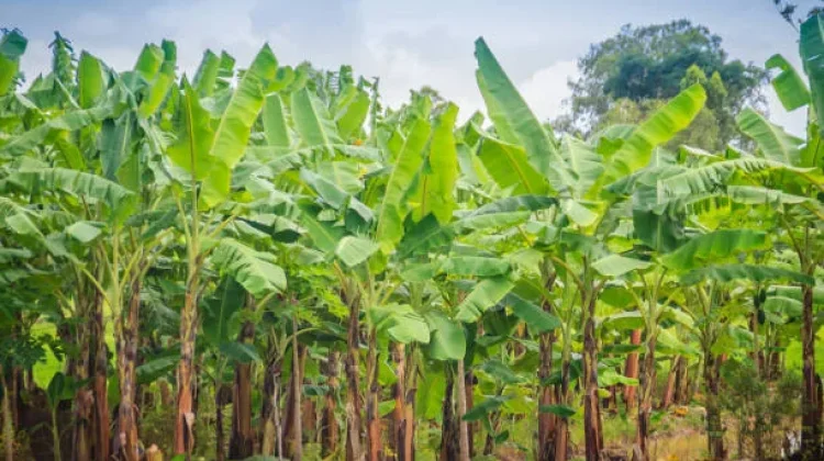 Pohon Pisang, Tanaman Serbaguna dengan Nilai Pangan dan Ekonomi