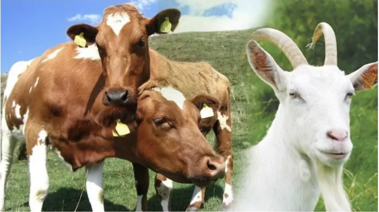 Lebih Utama Kurban Kambing atau Patungan Sapi?
