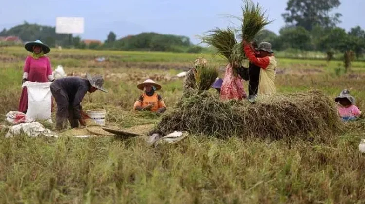 Pemerintah Perkuat Ketahanan Pangan Hadapi Ancaman Perubahan Iklim